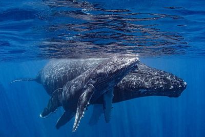 Whales ‘relentlessly pestered’: tourism boom sparks new rules in French Polynesia