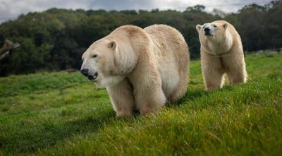 Polar bears are back in Britain. But should they really be living here?