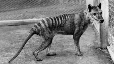 Tassie tiger 'de-extinction' bid aims to dispel myths