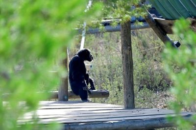 Spain Seeks Ground-breaking Law For Great Apes