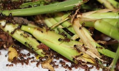 Labor has ‘pressed pause’ in fight to contain spread of fire ants, invasive species council says