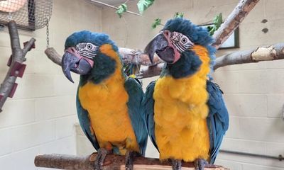 Parrots missing from London zoo found behind Cambridgeshire garden