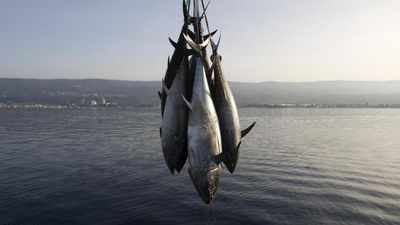 French brand tops mercury contamination in Europe’s tuna