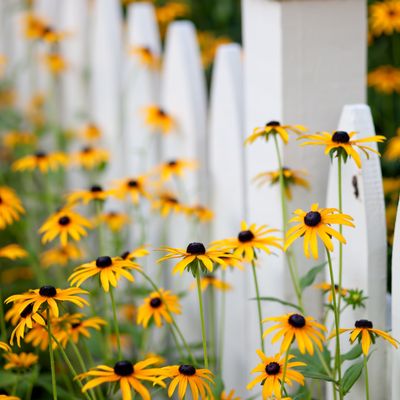 When to cut back rudbeckia - the date to remember if you have black-eyed Susans in your garden