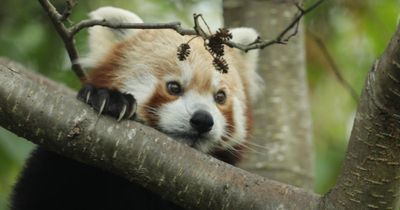 Scottish zoo welcomes endangered red panda