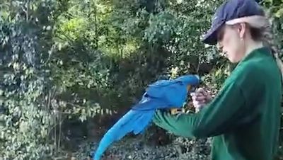 Moment flyaway parrots found together after 60-mile escape