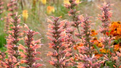 Growing hummingbird mint from seed in the fall – lessons from my time as a professional gardener