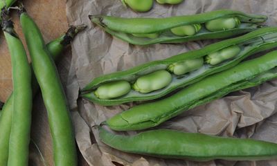 The first broad beans of spring take me back to my childhood garden – and my mum