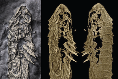 New 3D fossil discovered preserved in fool’s gold