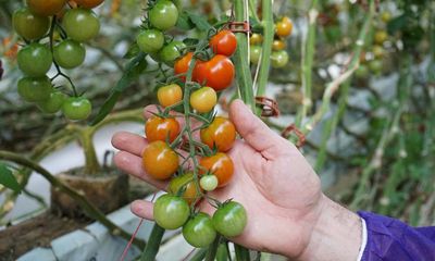 South Australian tomato farms expected to remain in quarantine for several months