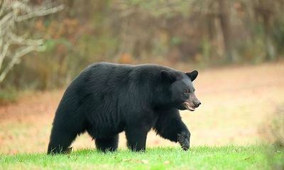 Maryland hunters harvest 125 black bears during six-day season