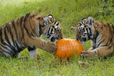 Trick or treat? Rare tiger cubs given pumpkin surprise