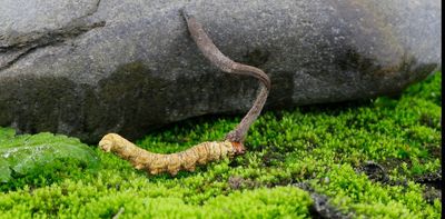 You can keep your ghosts and ghouls – the ‘Cordyceps’ fungus creates real-life zombies