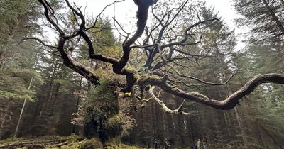 'Magnificent' Scottish oak that 'time forgot' named UK Tree of the Year