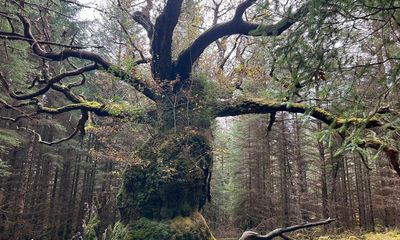 Scotland’s ancient Skipinnish Oak wins UK tree of the year