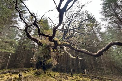 Centuries-old Scottish oak named after ceilidh band wins tree of the year vote