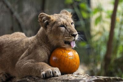 Animals at London Zoo get into Halloween spirit playing with carved pumpkins