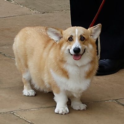 Queen Elizabeth's Beloved Corgis Once Unleashed Terror on Prince Andrew's Home