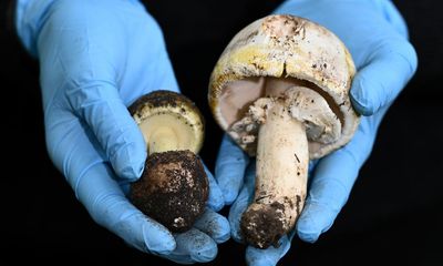 Melbourne woman’s death after foraged mushroom dinner prompts coroner’s warning