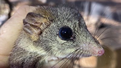 Feisty phascogales fight back from the brink