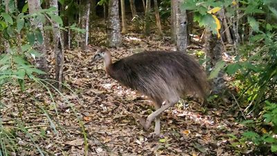 Free as a bird: orphaned cassowary returns to the wild