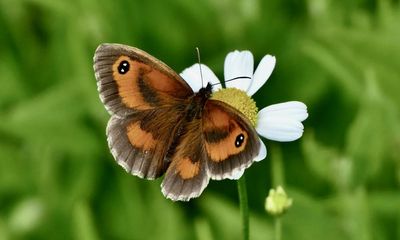 Butterflywatch: Gatekeepers spread north to take up residence in Scotland