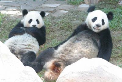 China to lend more giant pandas to Thailand