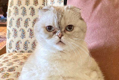 Top five richest pets in the world revealed - with a global pop star’s cat top of the list