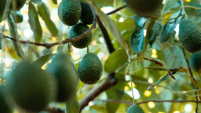 How to get an avocado tree to fruit – 3 expert tips for growing this tropical, trendy fruit