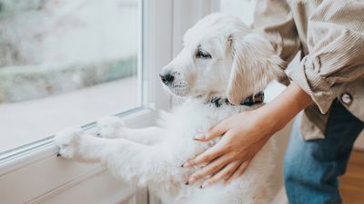 Try this trainer's surprising tip to stop your dog from jumping at the front door