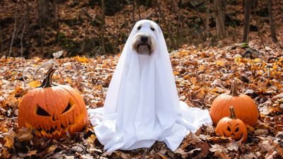 Here’s how to prepare your dog for Halloween, according to the experts