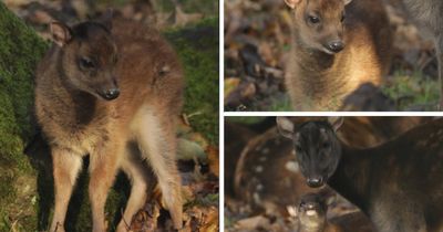 Scottish zoo welcomes birth of of rare endangered animal