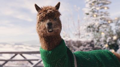 TK Maxx Christmas Advert 2024: the alpaca's a cracker in this solid opening to the festive ad season