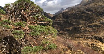 Coalition launches to save native Scottish tree before it's 'lost forever'