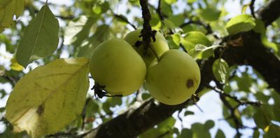 ‘Noah’s arks’ for fruit trees: How conservation orchards preserve and boost biodiversity