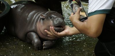 Can a superstar hippo help save Africa’s rainforests?