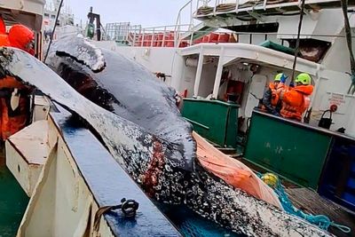 Recent whale deaths highlight risks from Antarctica's booming krill fishery