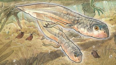 Oldest tadpole on record was a Jurassic giant