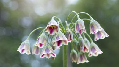 Bulbs to never plant in pots – 6 flowering bulbs to keep out of your container displays