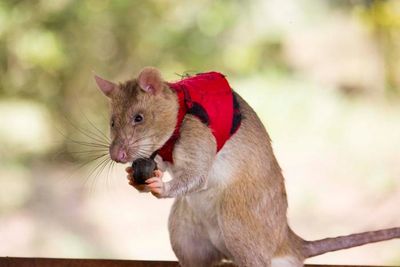 Researchers have a new tool to fight illegal wildlife trading - giant rats!