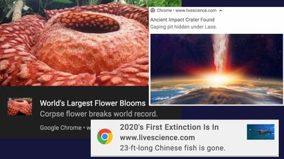 How to turn off web notifications for Google Chrome and macOS
