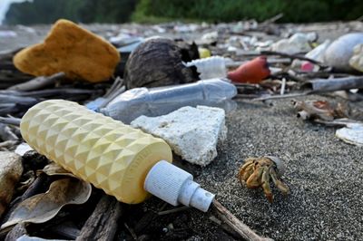 Shells To Surfboards: How Wildlife Has Adapted To Plastic