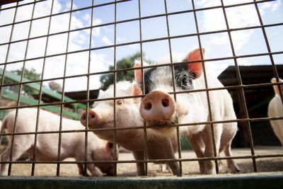 Bird Flu Virus Detected In U.S. Pig For First Time, H5N1 Case In Oregon