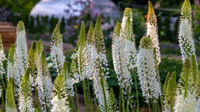 How to grow foxtail lilies – for tall spikes that make a summer statement