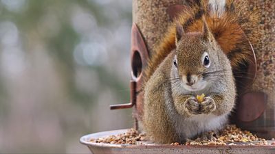 How to keep squirrels out of your bird feeder