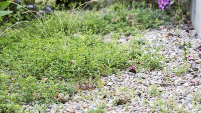 How to kill weeds in the fall – and stop them from returning to your yard next year