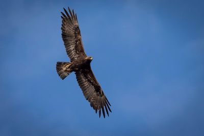 Man who killed 118 eagles and sold off their parts on the black market to be sentenced