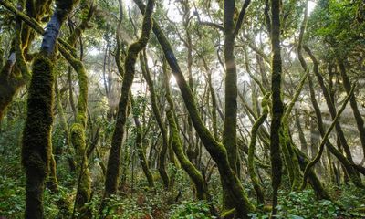 ‘Cloud-milking’: the zero-energy technique keeping young trees alive