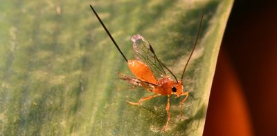 In Hawaii, parasites and viruses team up in the battle against fruit flies – an entomologist explains the implication for global pest control