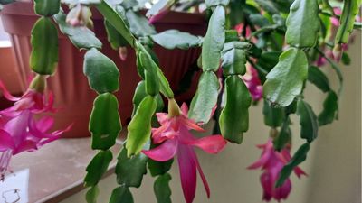 How to prune a Christmas cactus – plus expert tips on when to do it to encourage returning blooms